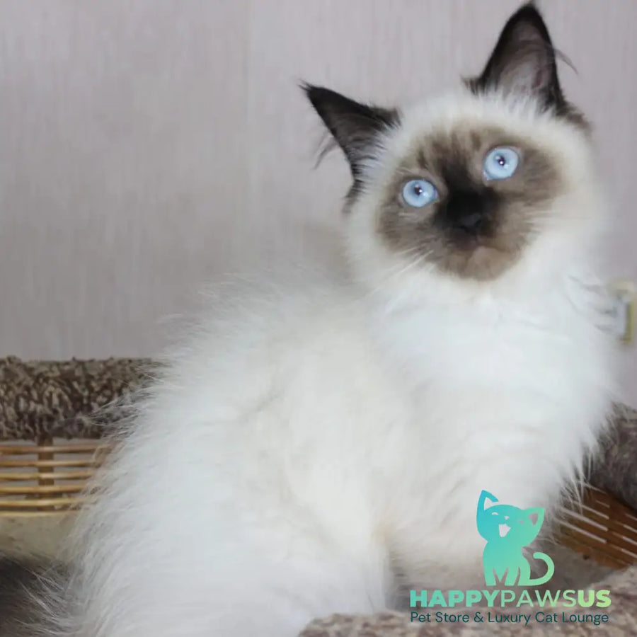 Nils Siberian male black pointed - live animals