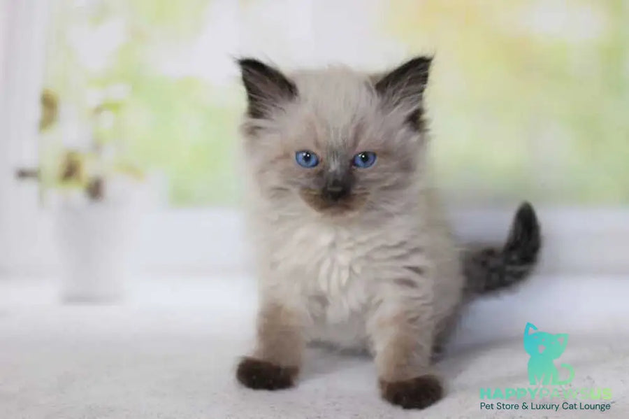 Nils Siberian male black pointed - live animals