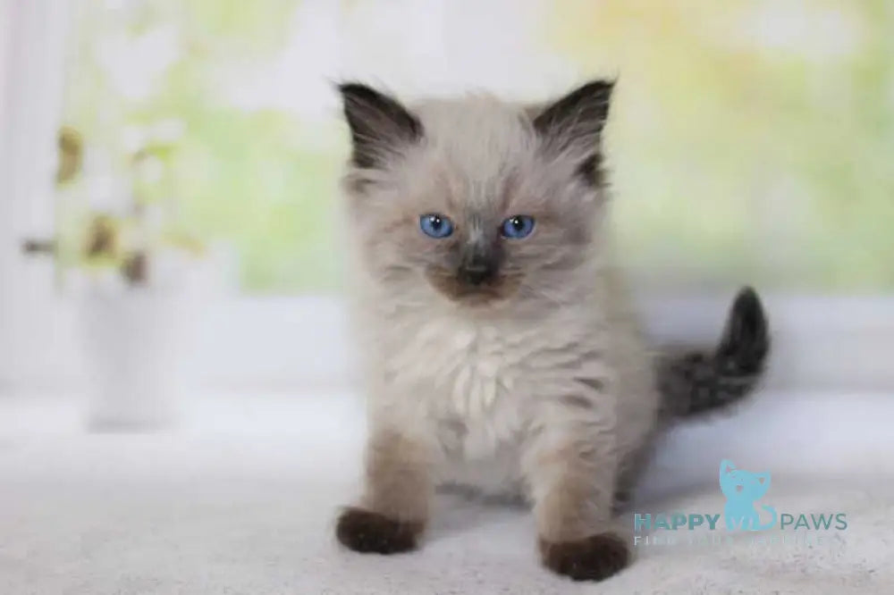 Nils Siberian male black pointed - live animals