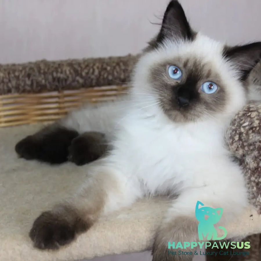 Nils Siberian male black pointed - live animals