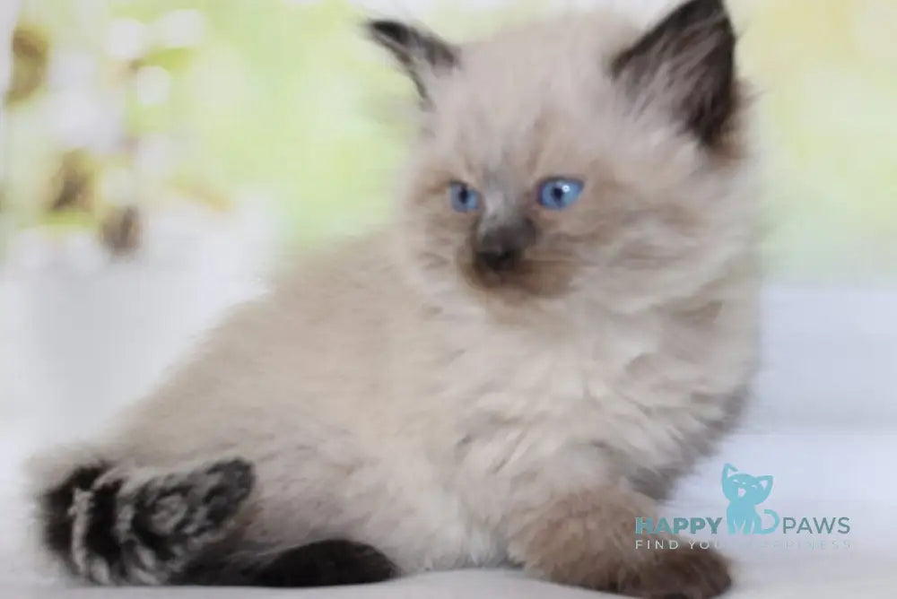 Nils Siberian male black pointed - live animals