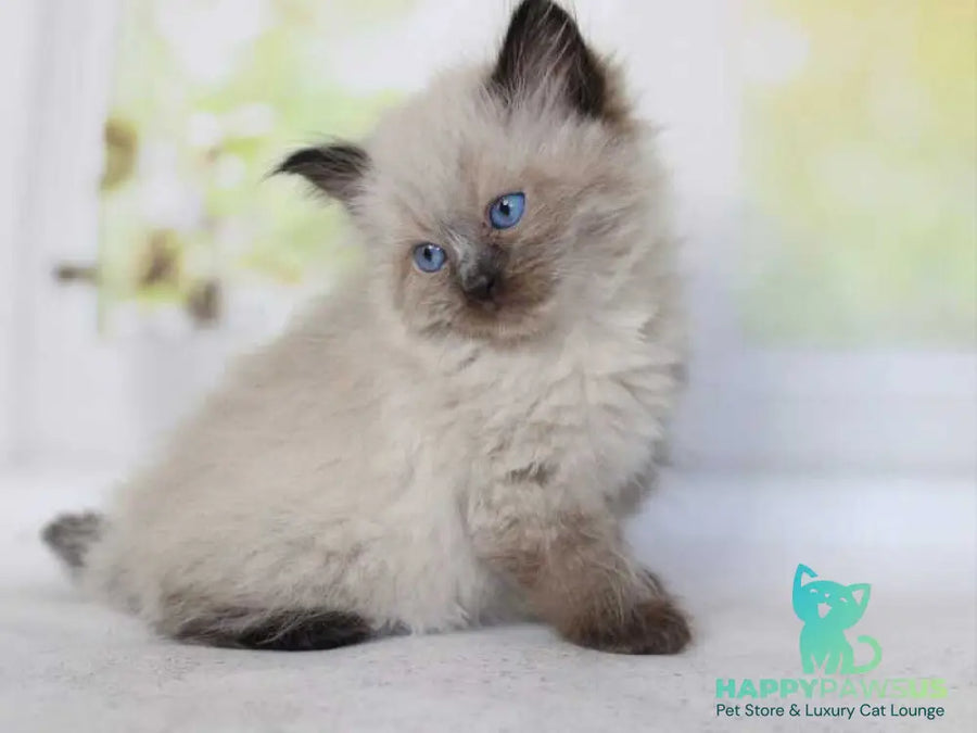 Nils Siberian male black pointed - live animals