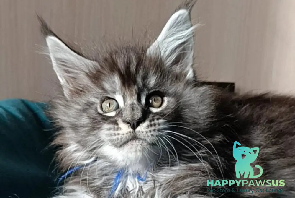 Nilson Maine Coon male black silver tabby live animals