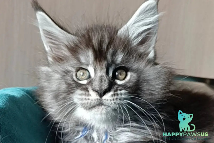 Nilson Maine Coon male black silver tabby live animals