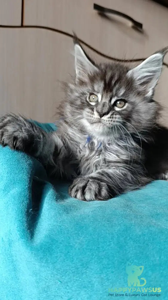 Nilson Maine Coon male black silver tabby live animals