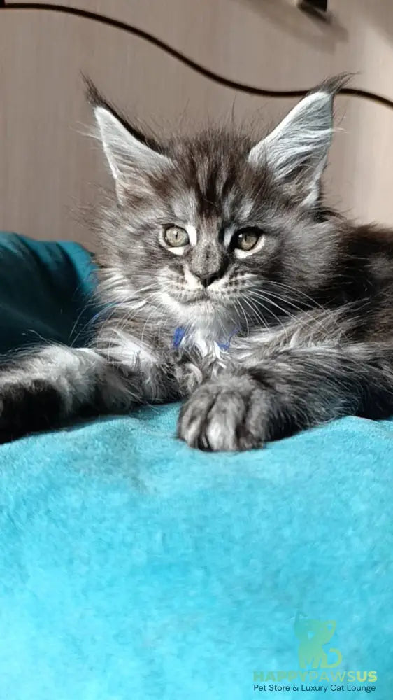 Nilson Maine Coon male black silver tabby live animals