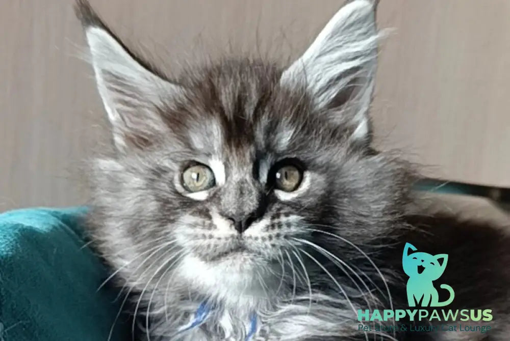Nilson Maine Coon male black silver tabby live animals