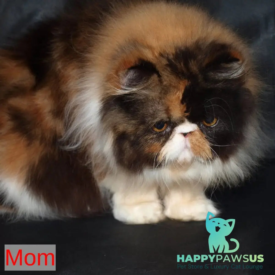 Nilson Persian male red tabby - live animals