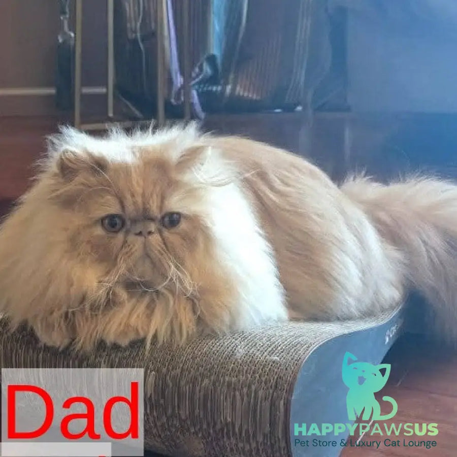 Nilson Persian male red tabby - live animals