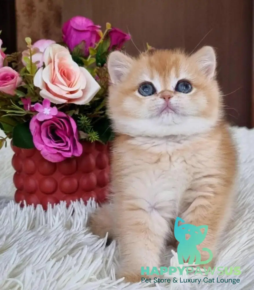 Nimfa British Shorthair female black golden chinchilla - live animals