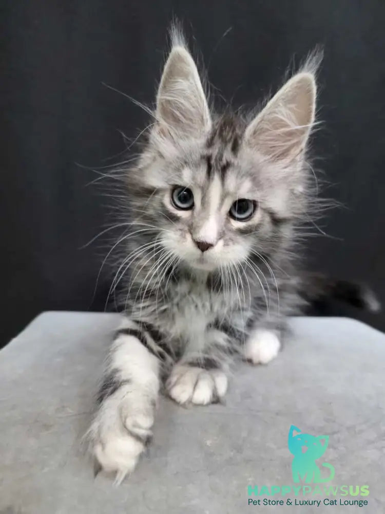 Nimfa Maine Coon female black silver tabby bicolour - live animals