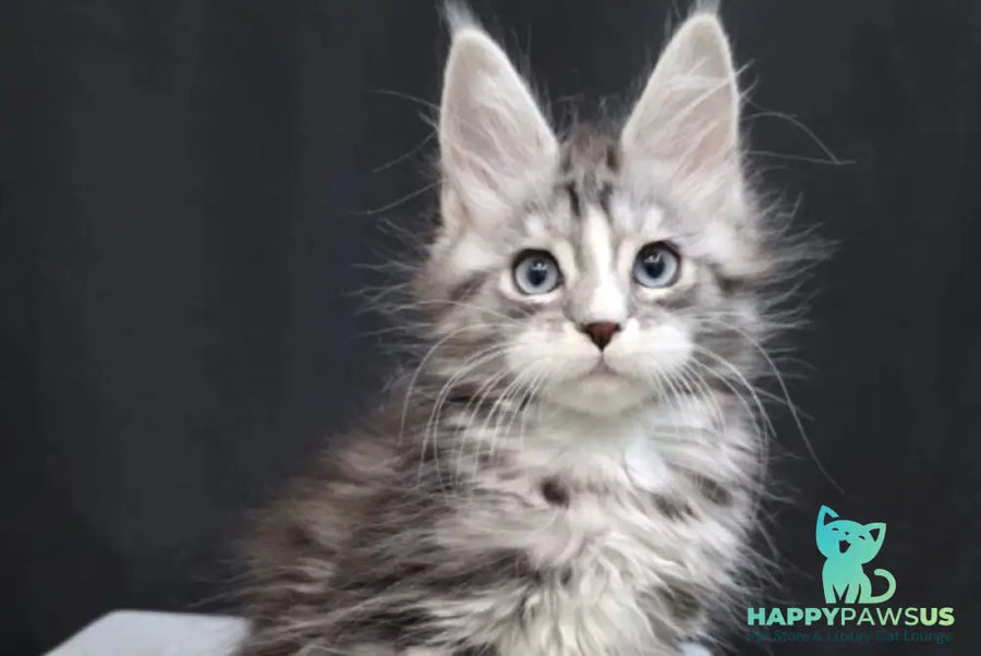 Nimfa Maine Coon female black silver tabby bicolour - live animals