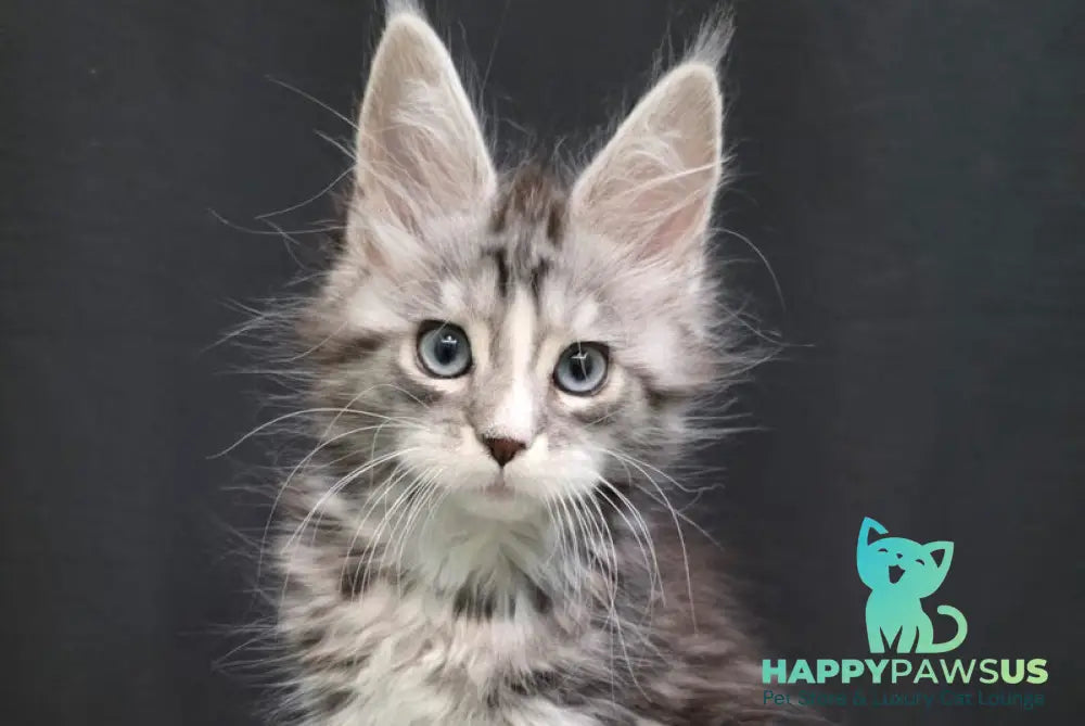 Nimfa Maine Coon female black silver tabby bicolour - live animals