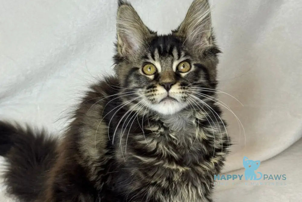 Nimfa Maine Coon female black tabby live animals