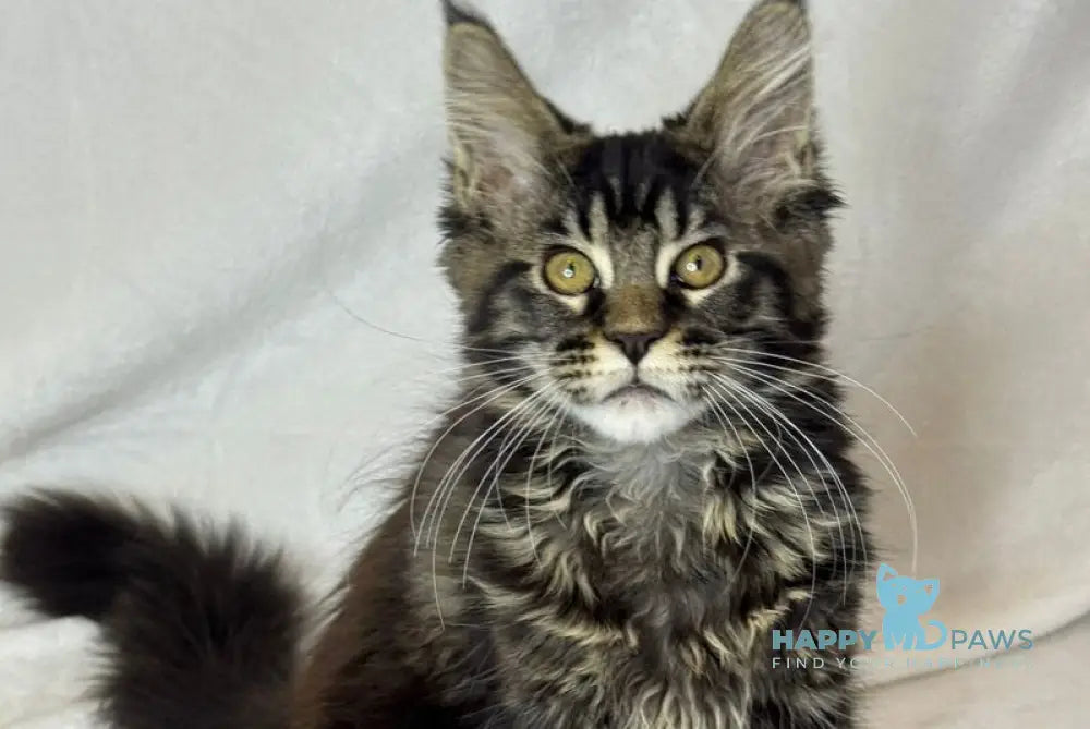 Nimfa Maine Coon female black tabby live animals