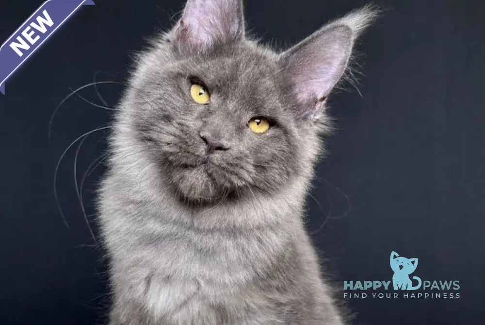 Nina Maine Coon female blue smoke live animals