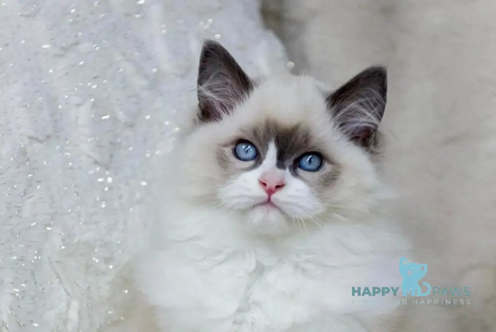 Ninja Ragdoll male blue bicolour live animals