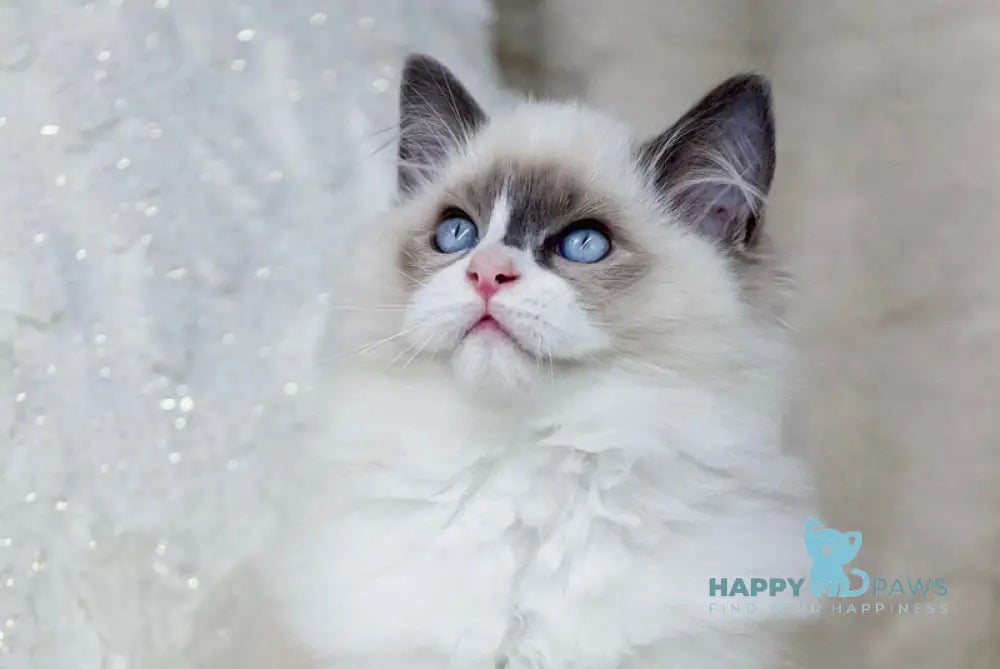 Ninja Ragdoll male blue bicolour live animals