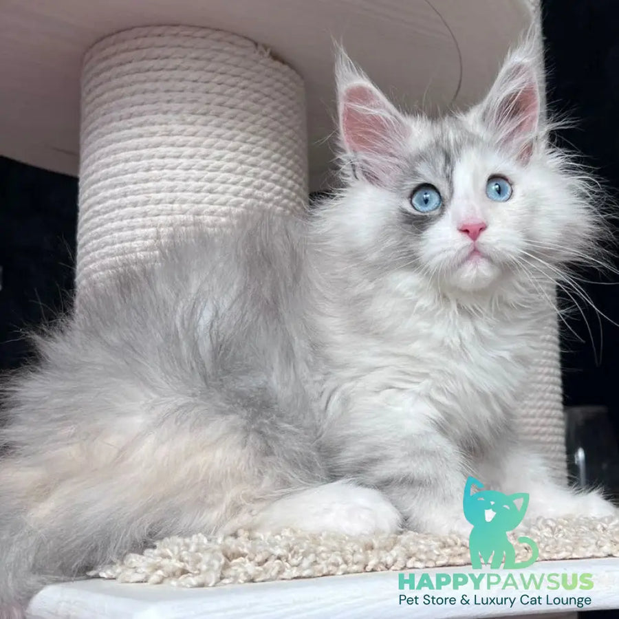 Nino Maine Coon female black tortie silver bicolour - live animals