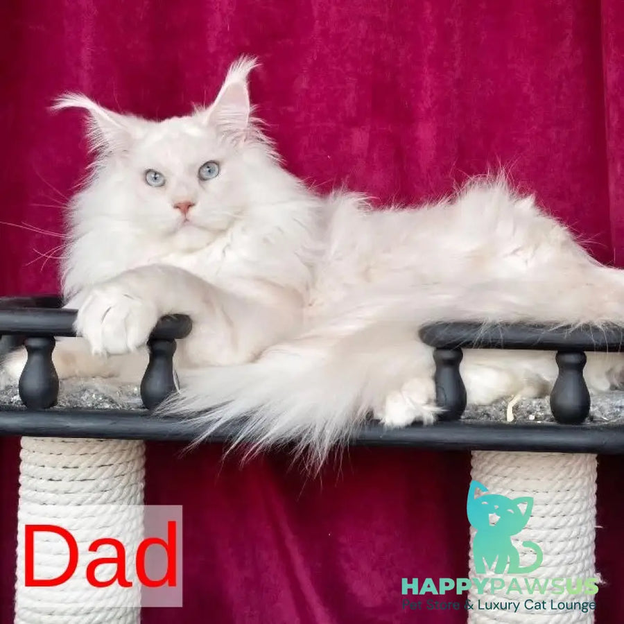 Nino Maine Coon female black tortie silver bicolour - live animals