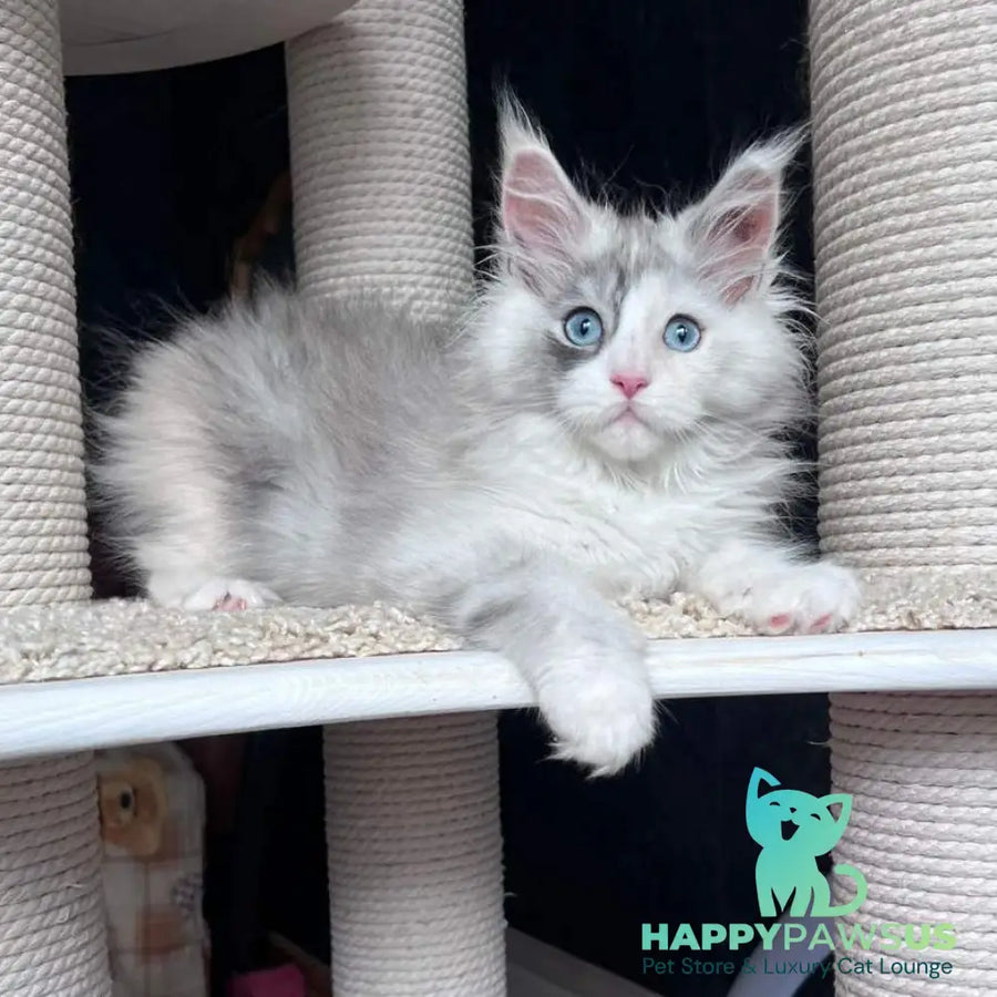 Nino Maine Coon female black tortie silver bicolour - live animals