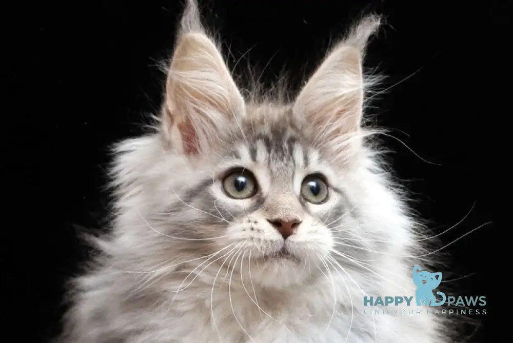 Nixie Maine Coon female blue silver tabby live animals