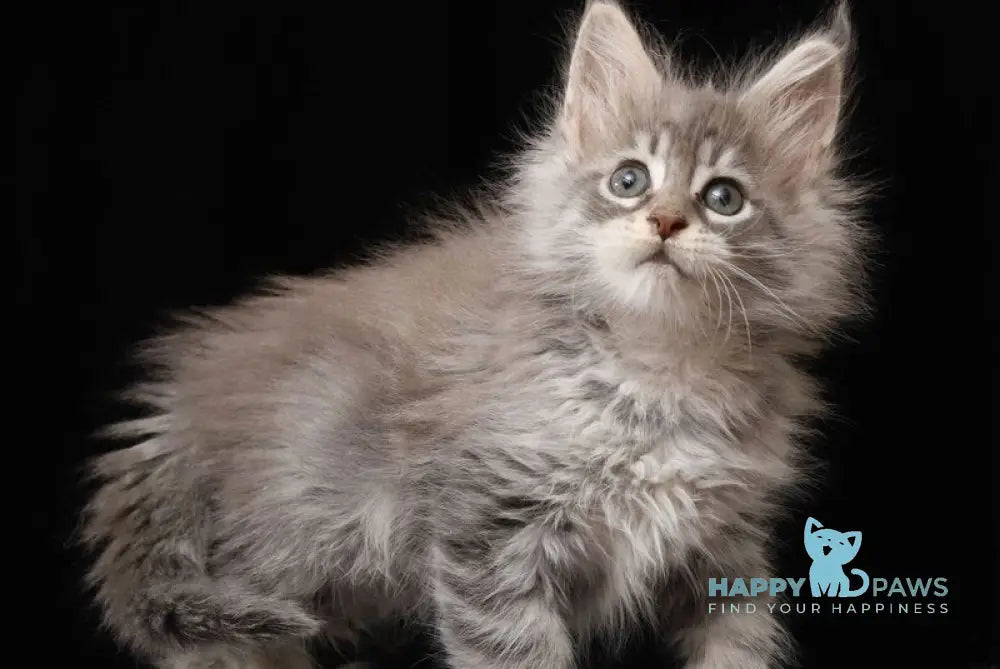 Nixie Maine Coon female blue silver tabby live animals