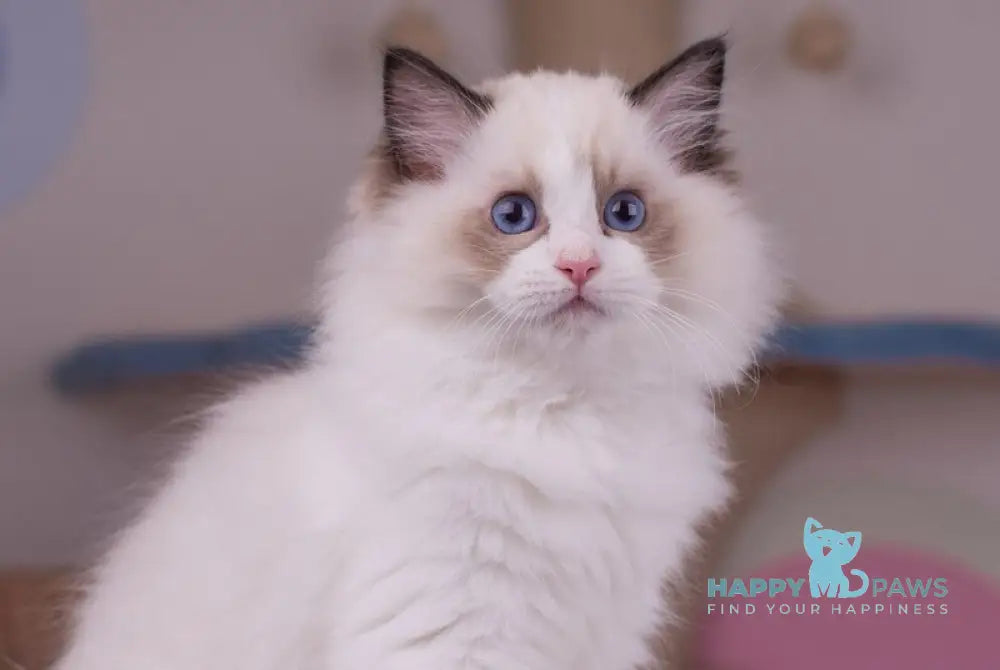 Nixon Ragdoll male seal bicolour live animals