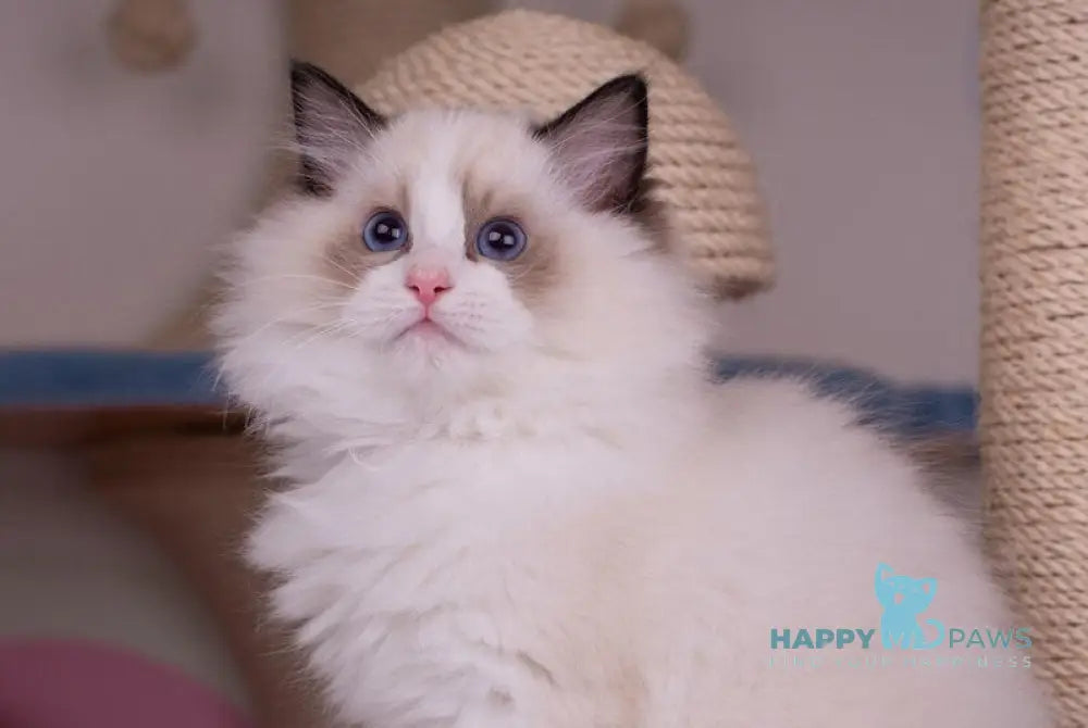 Nixon Ragdoll male seal bicolour live animals