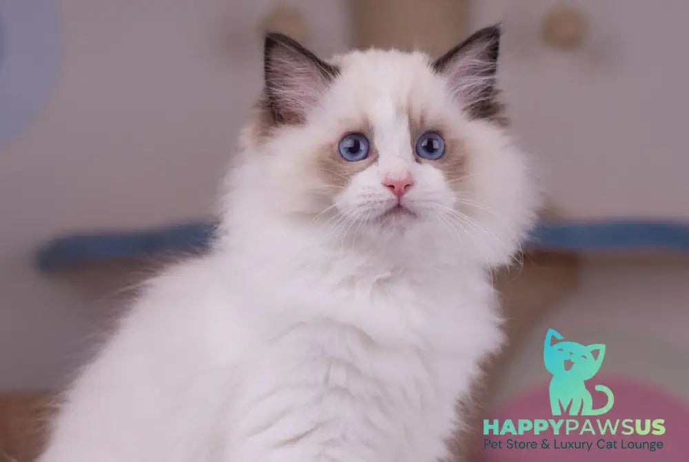 Nixon Ragdoll male seal bicolour live animals