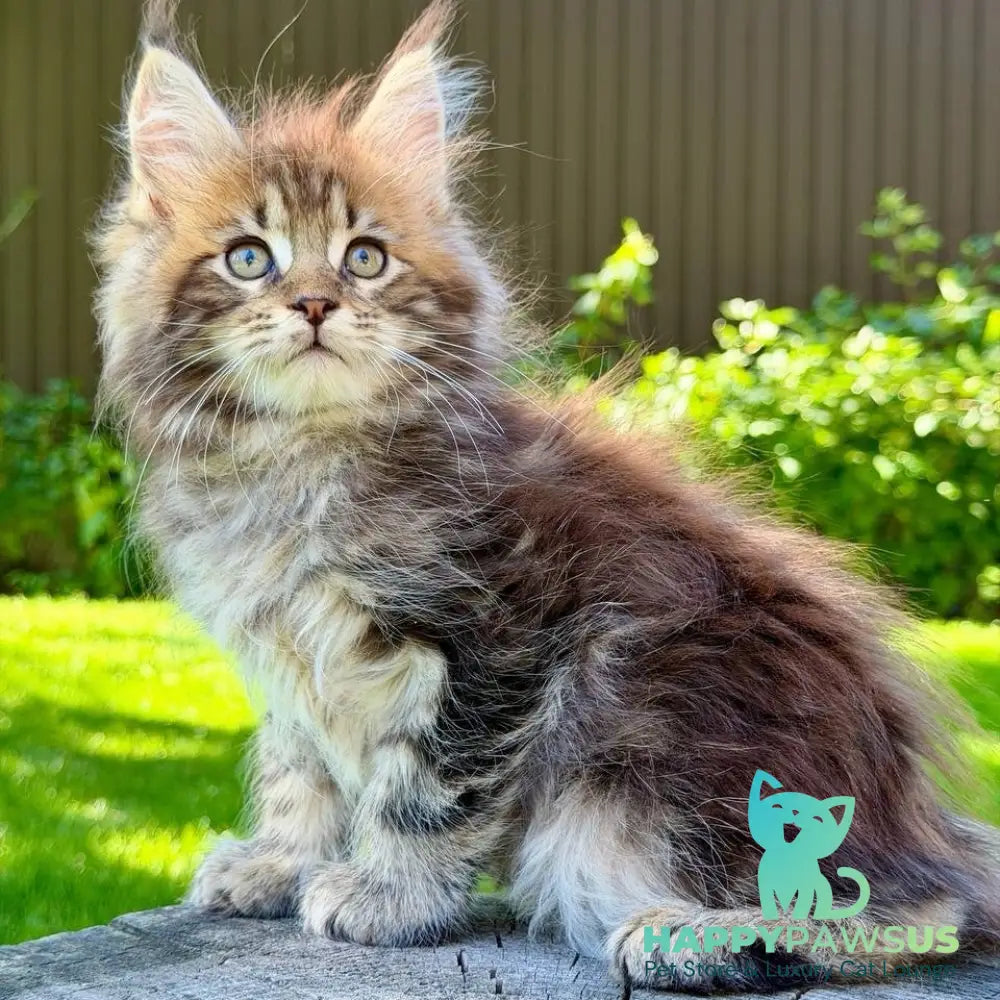 Nixx Maine Coon male black tabby - live animals