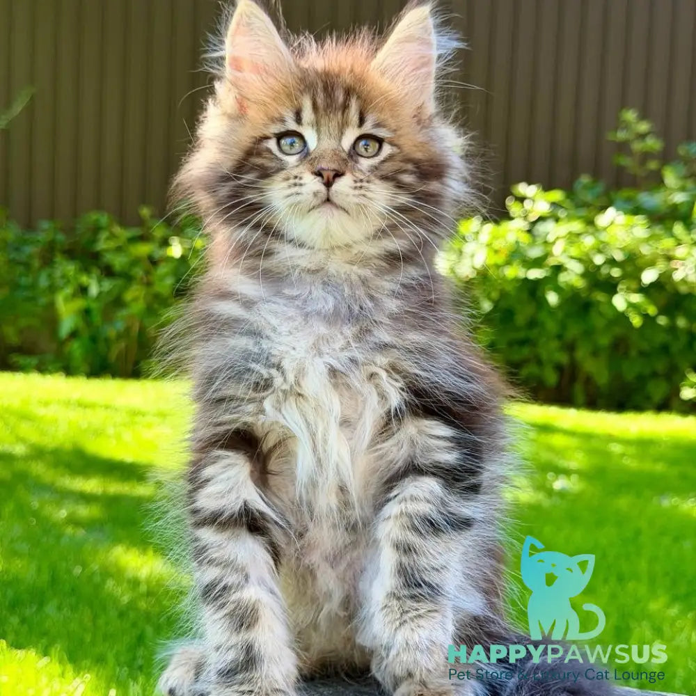 Nixx Maine Coon male black tabby - live animals