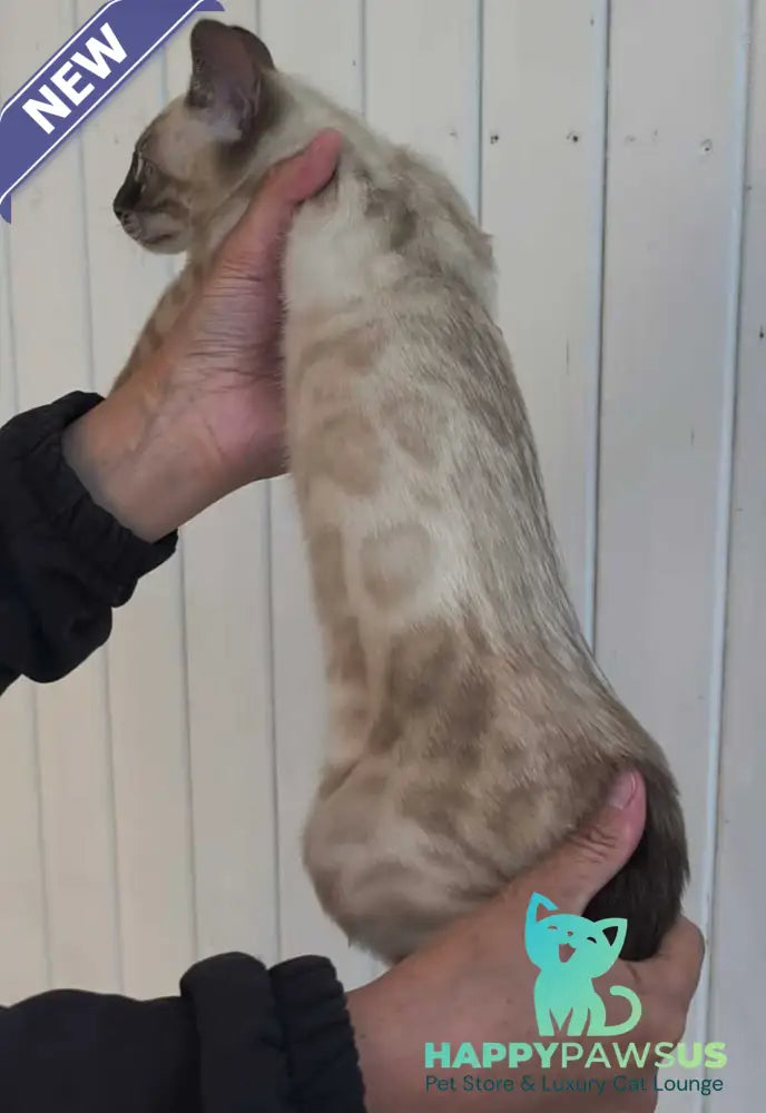Noa Bengal female black silver spotted tabby pointed - live animals
