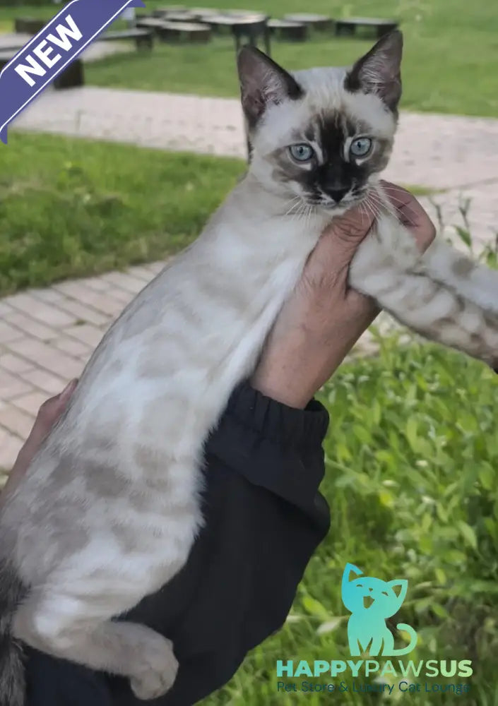 Noa Bengal female black silver spotted tabby pointed - live animals