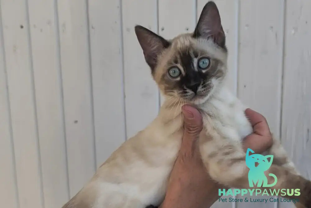 Noa Bengal female black silver spotted tabby pointed - live animals