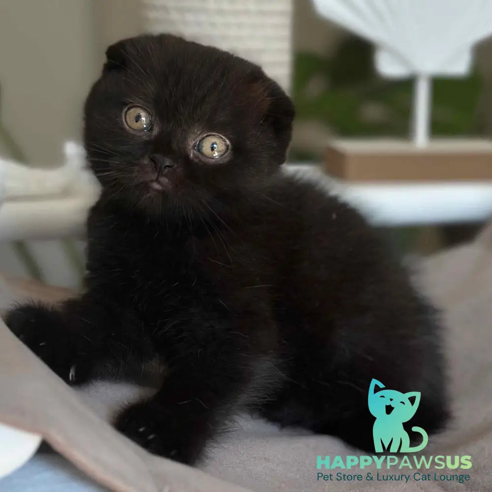 Noan Scottish Fold male black - live animals