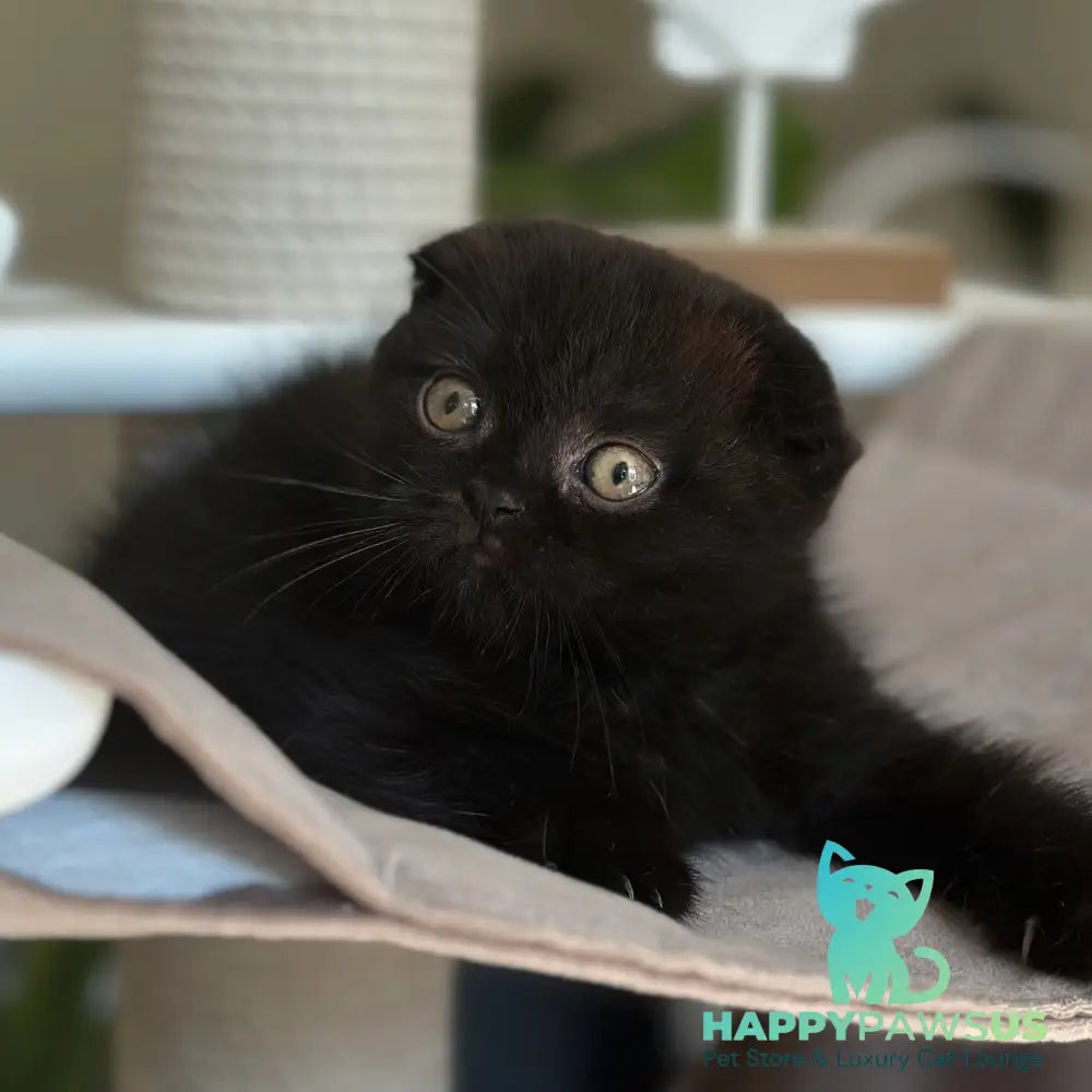 Noan Scottish Fold male black - live animals