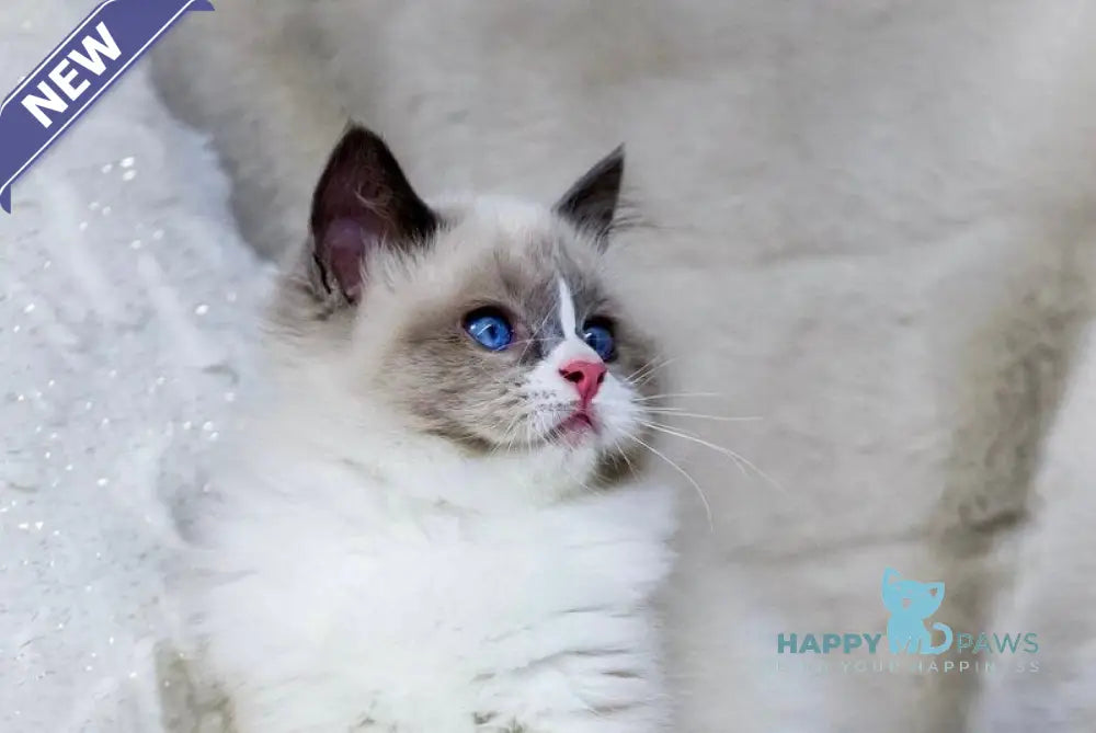 Noelle Ragdoll female blue bicolour live animals