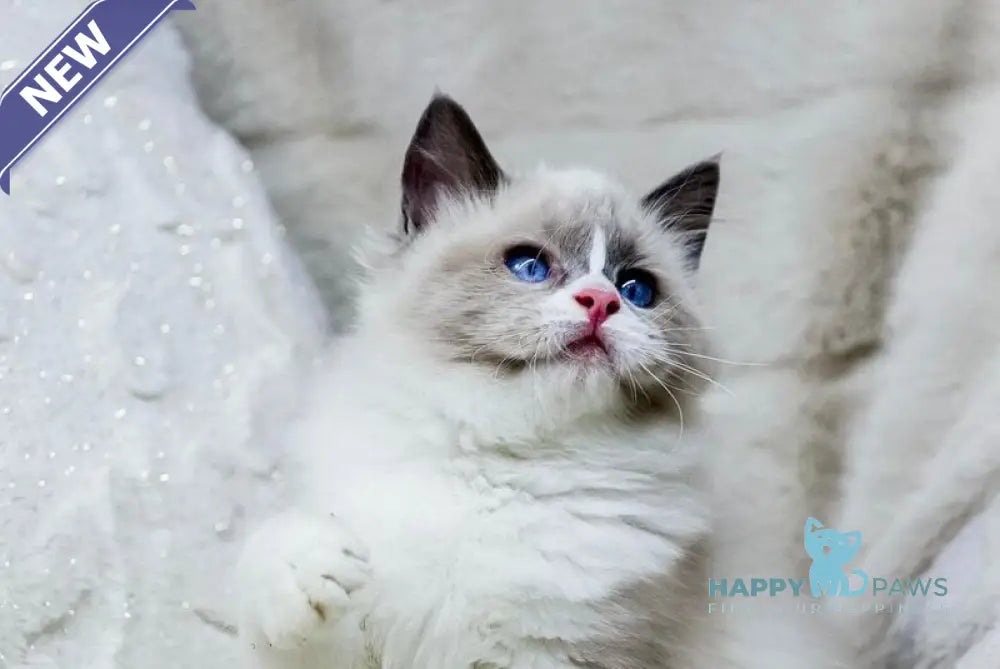 Noelle Ragdoll female blue bicolour live animals