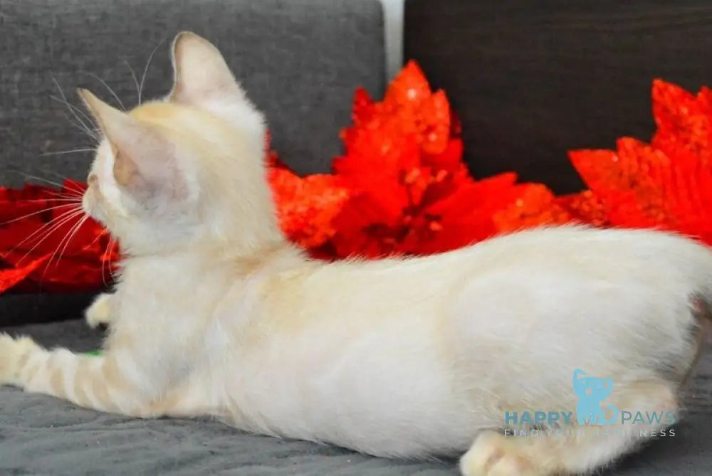 Noemi Nicole Bengal female black spotted tabby pointed live animals