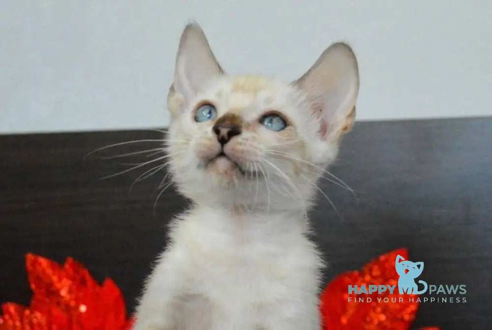 Noemi Nicole Bengal female black spotted tabby pointed live animals