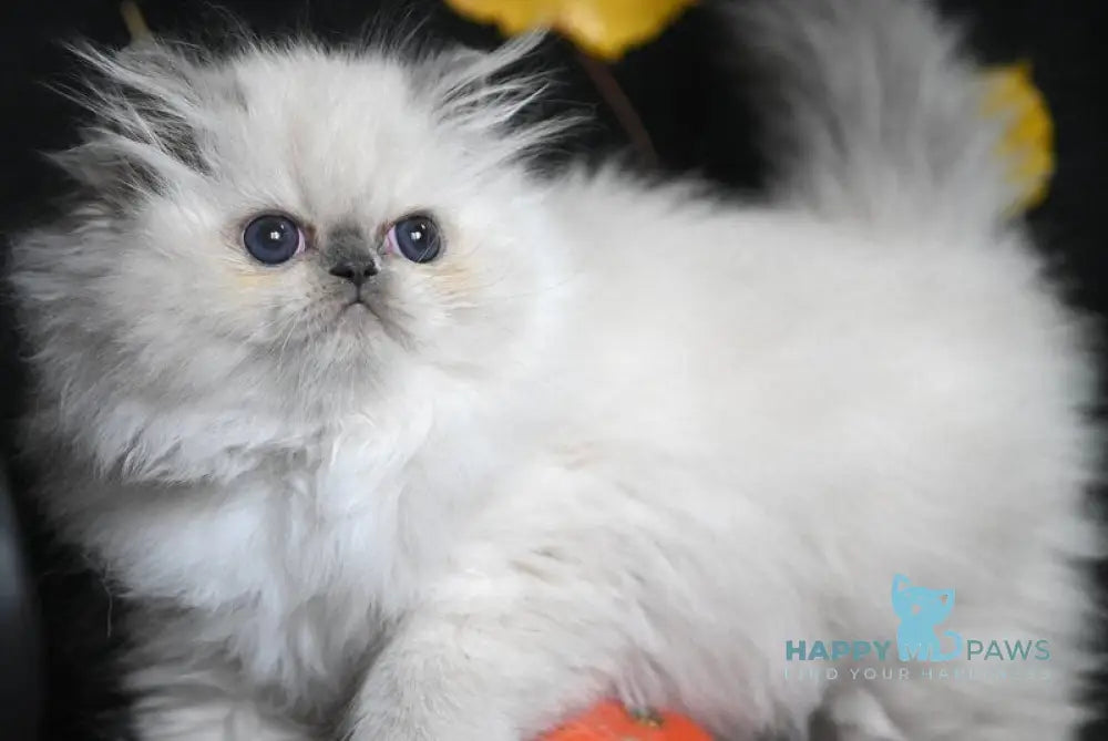 Noemy Persian female blue pointed live animals