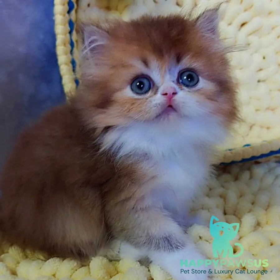 Noir British Longhair male black golden ticked tabby bicolour - live animals