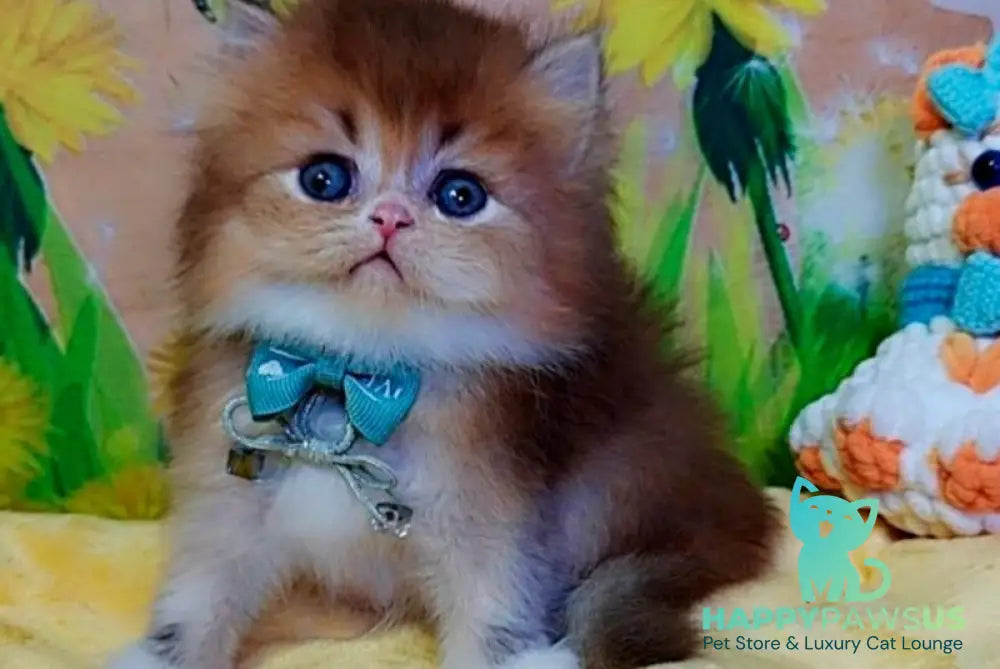 Noir British Longhair male black golden ticked tabby bicolour - live animals