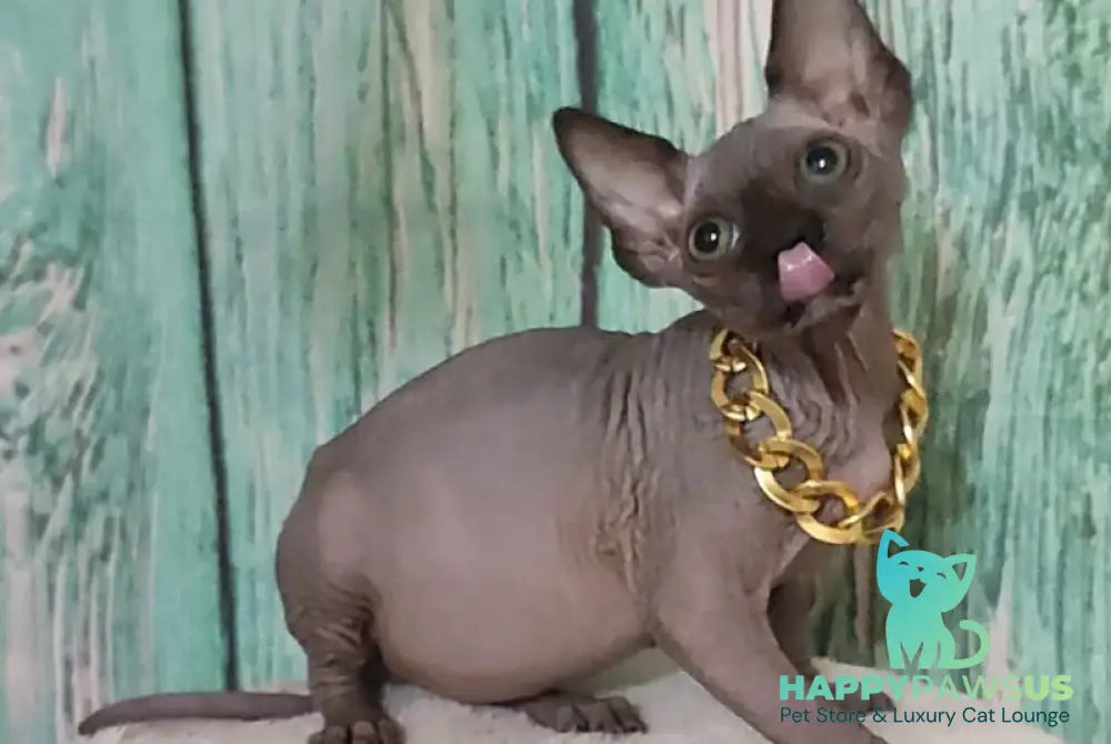 Noir Canadian Sphynx male black - live animals