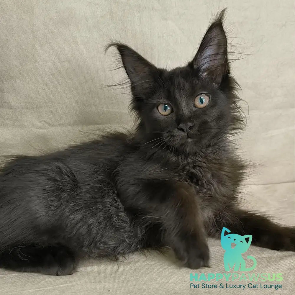 Noir Maine Coon female black - live animals