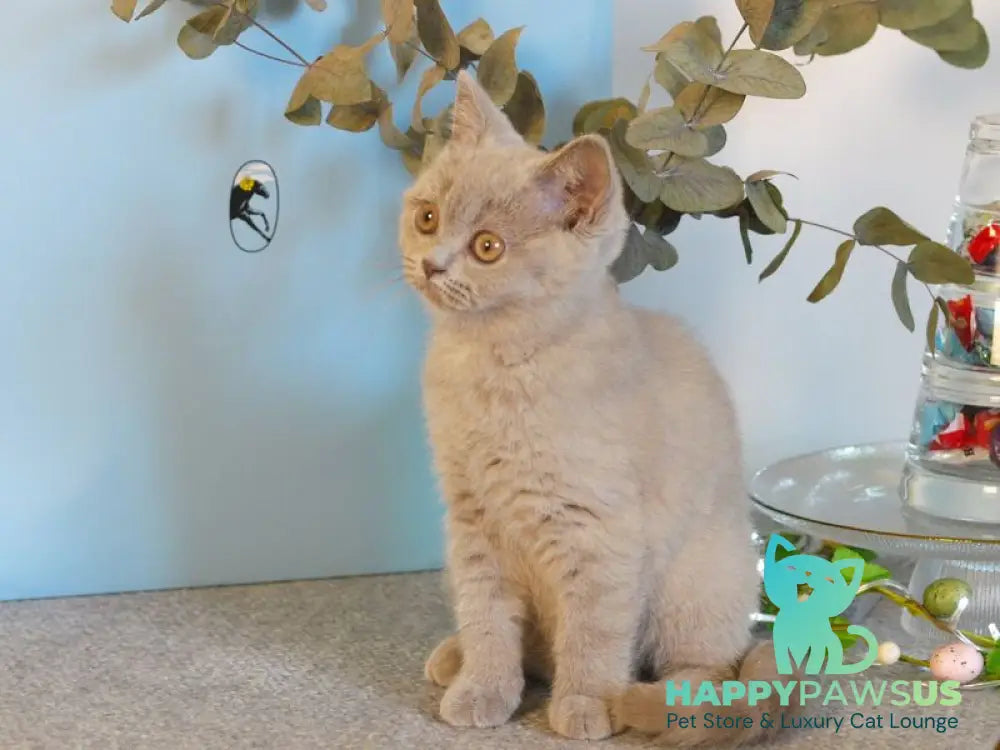 Nola British Shorthair female lilac - live animals