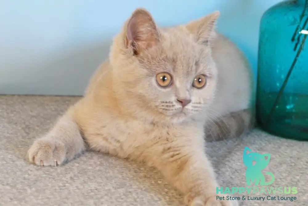 Nola British Shorthair female lilac - live animals