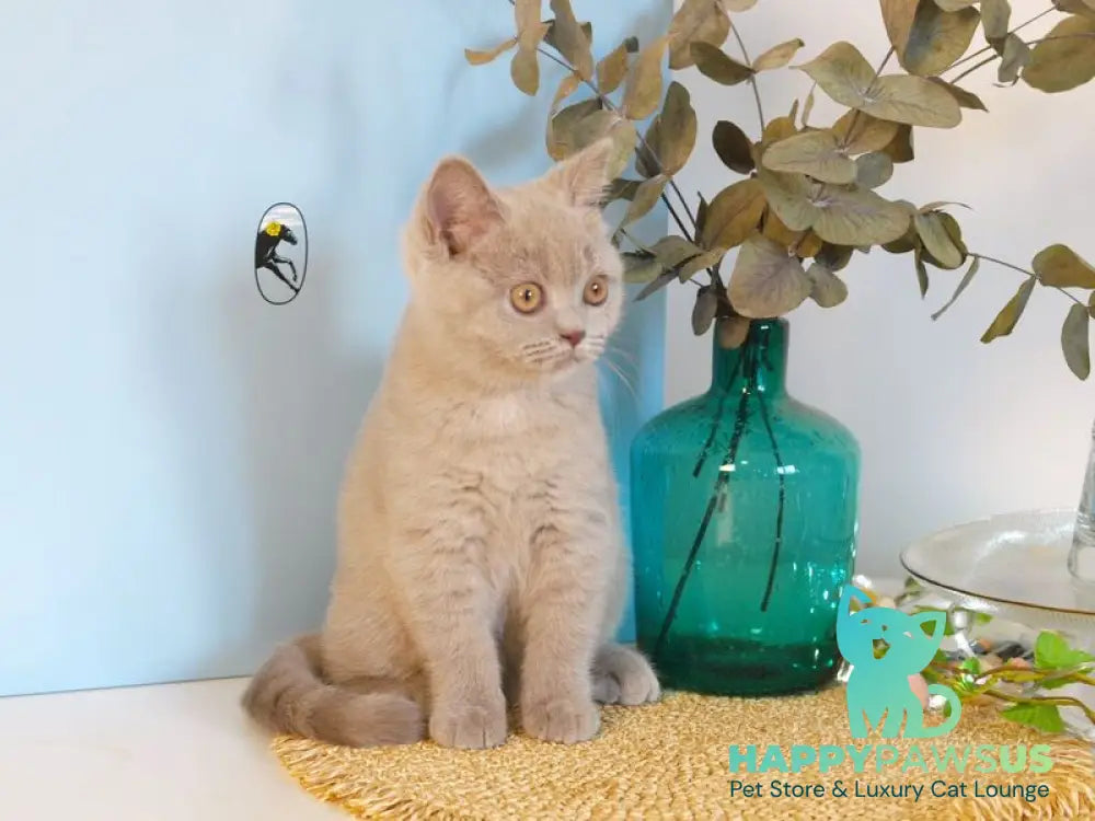 Nola British Shorthair female lilac - live animals
