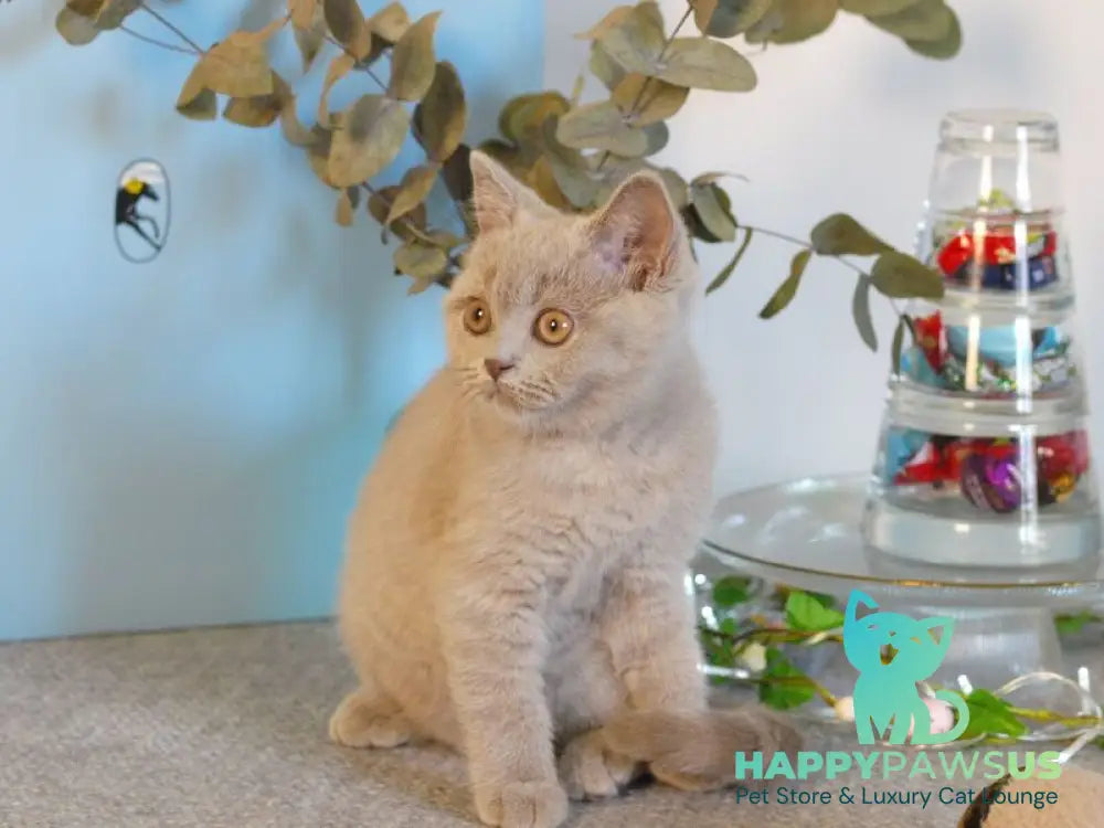 Nola British Shorthair female lilac - live animals